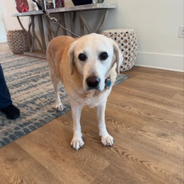It’s not just a home for you—it’s a home for your furry family too! Missy gives Tapestry Park’s pet-friendly amenities two paws up! a dog on a leash in a room with a rug and a tv
