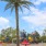a playground with a palm tree